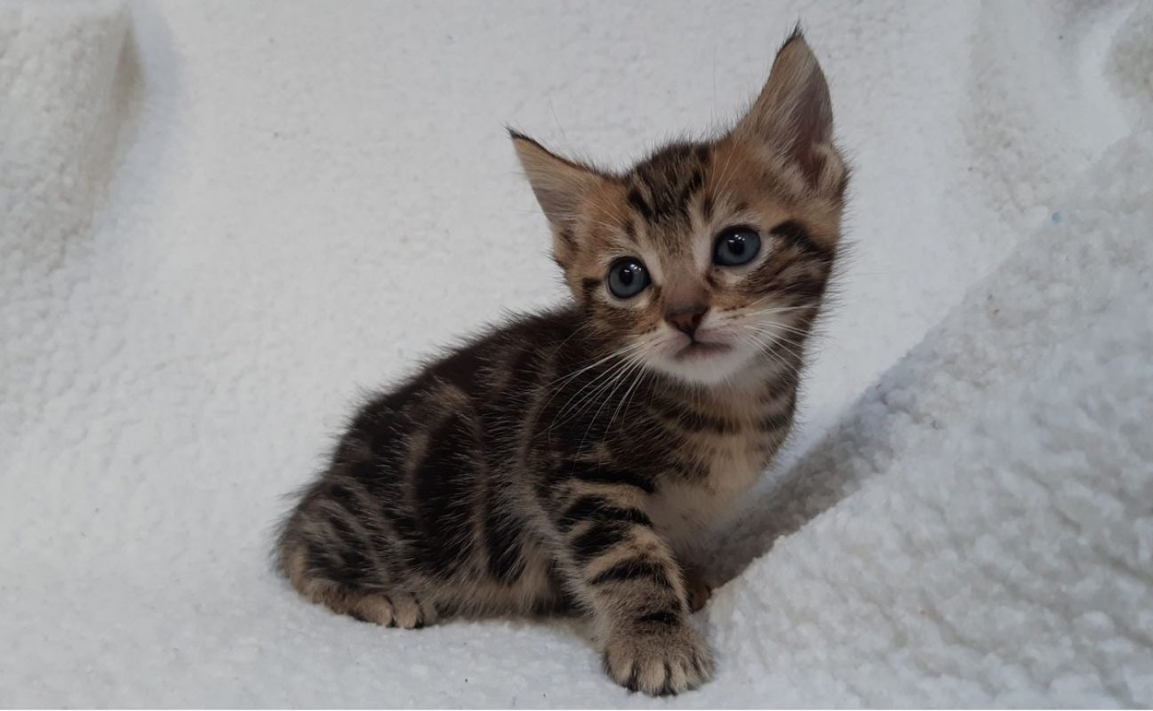 Visko - Chat Européen à adopter - photo 3