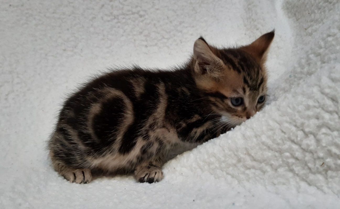Visko - Chat Européen à adopter - photo 4