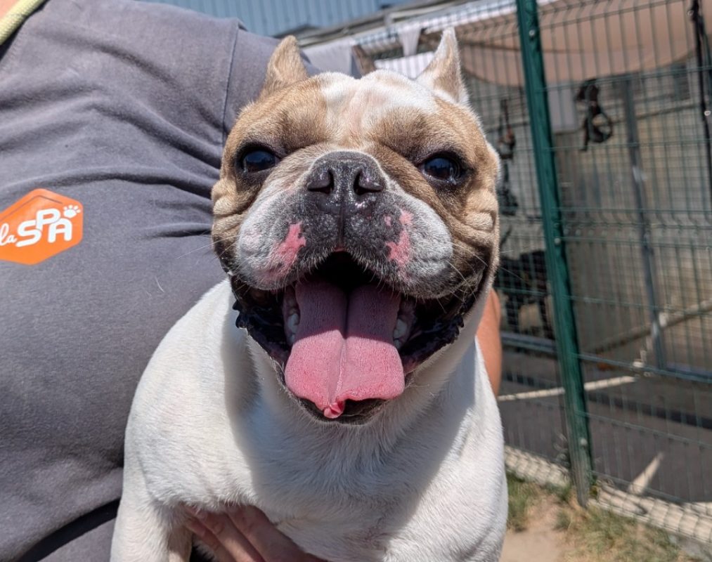 Gucci - Chien Bouledogue Français à adopter