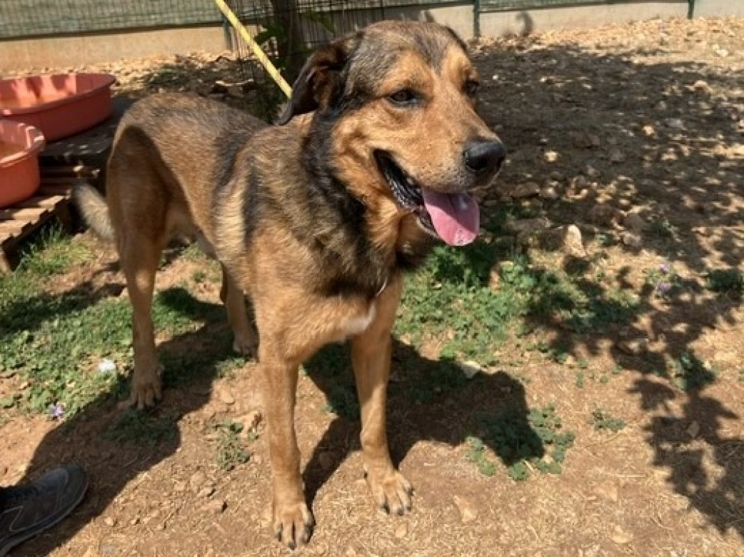 Patou - Chien à adopter