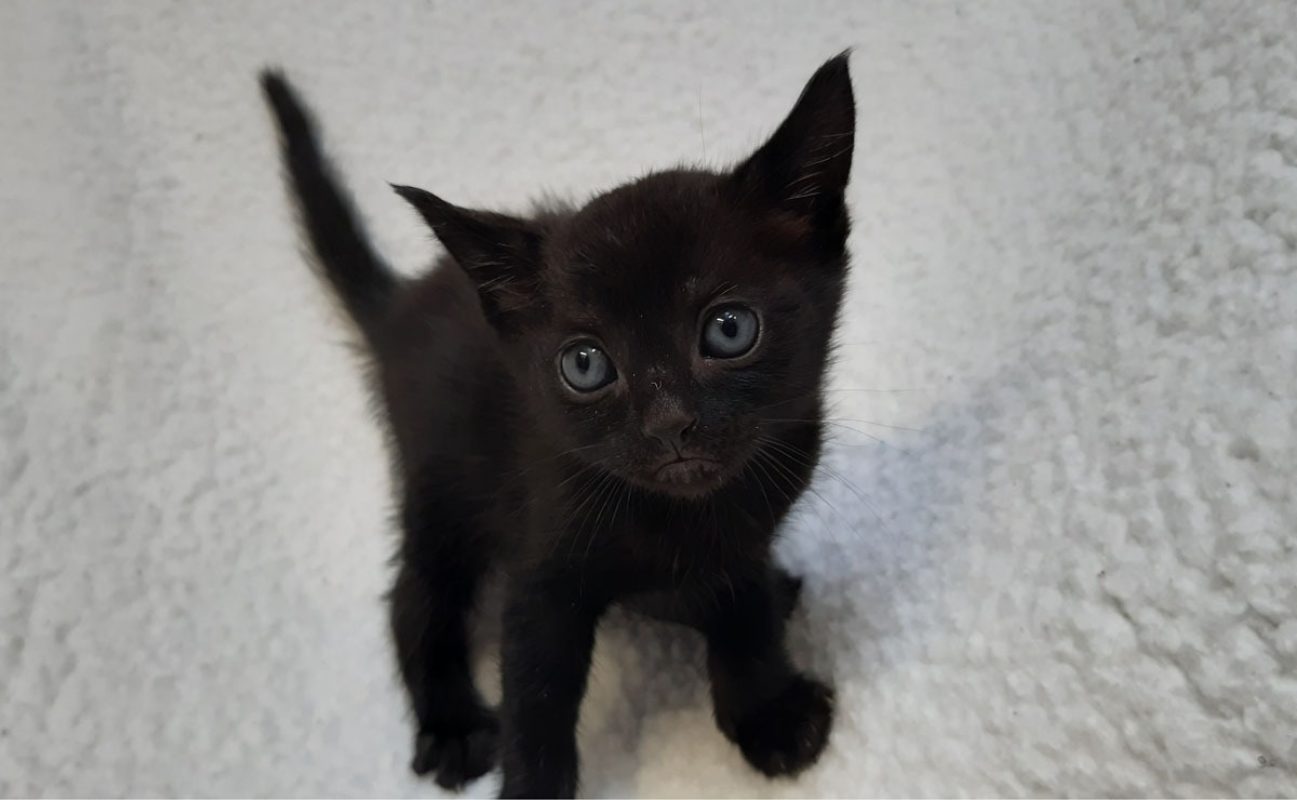 Vinyle - Chat Européen à adopter