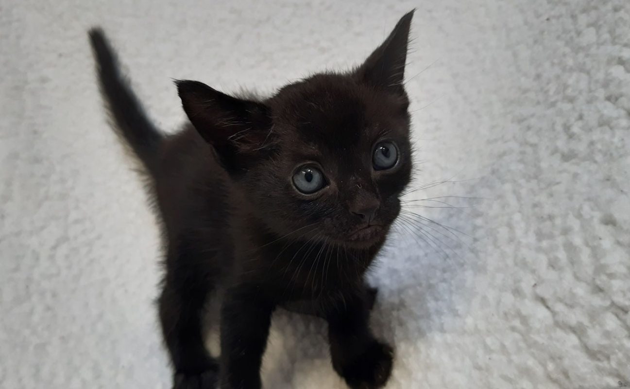 Vinyle - Chat Européen à adopter - photo 2