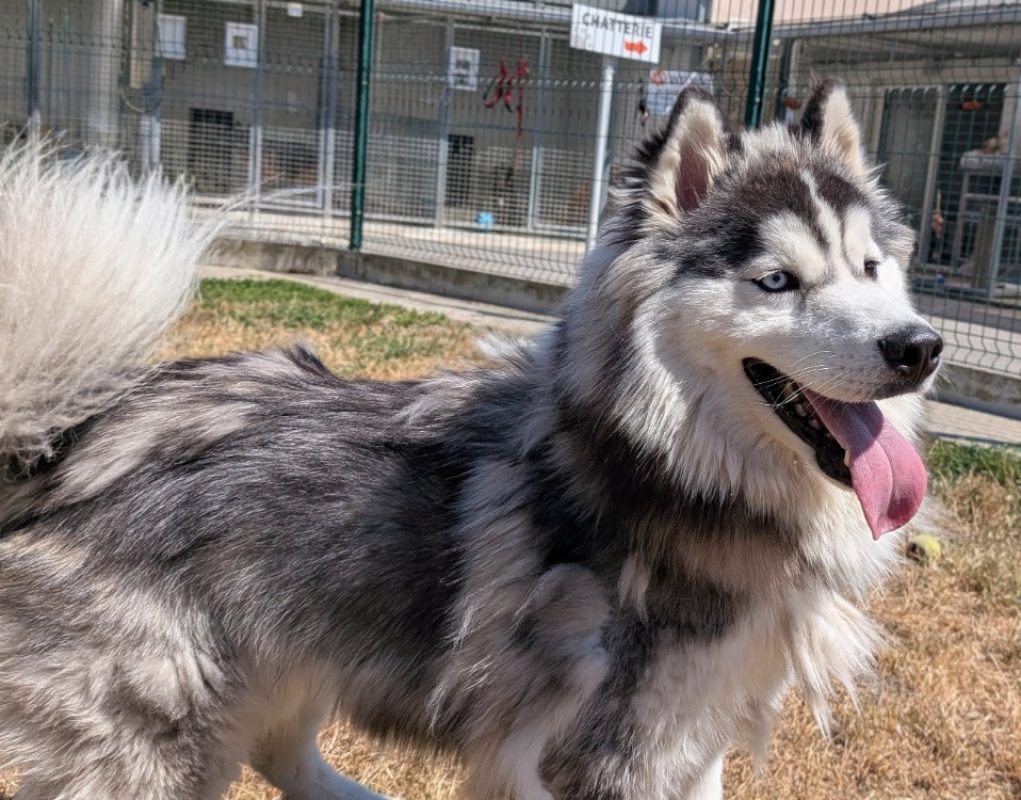 Skoll - Chien Malamute de l'Alaska à adopter