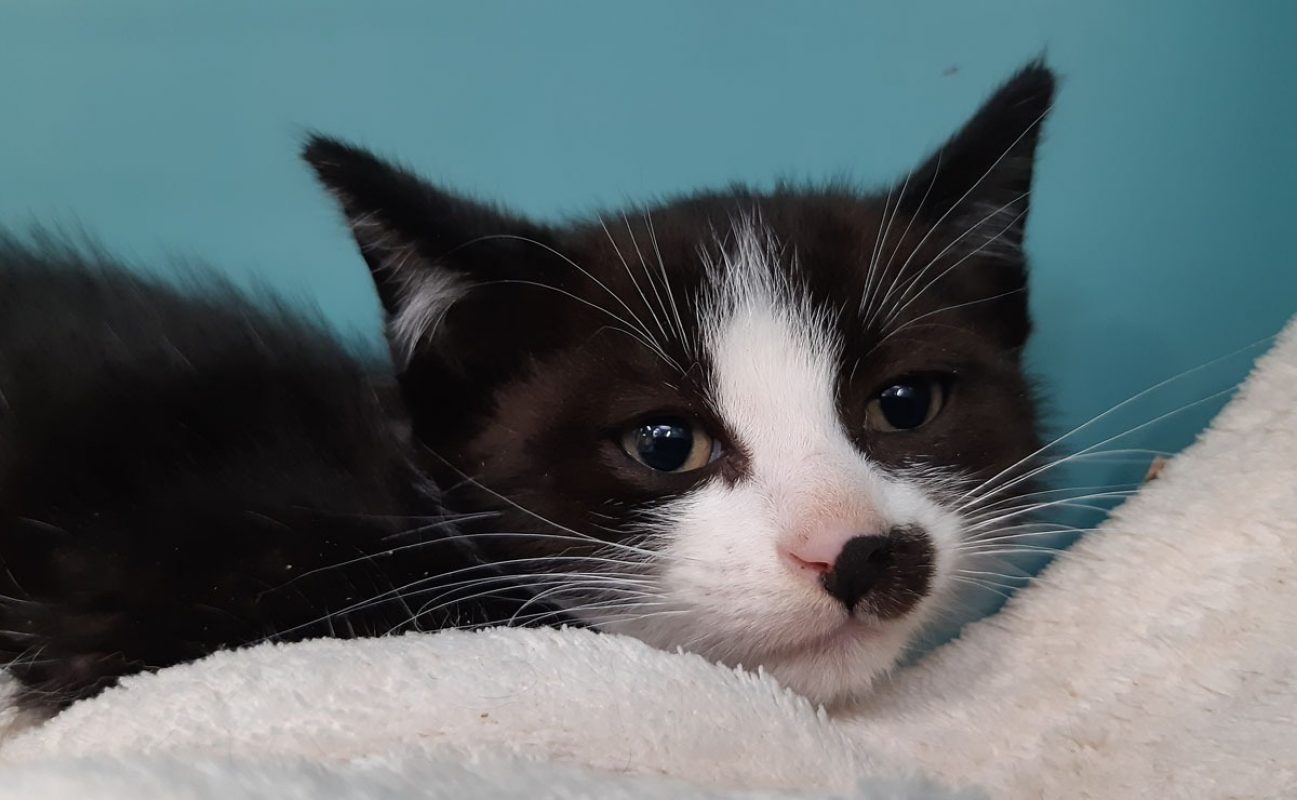 Cipro - Chat Européen à adopter