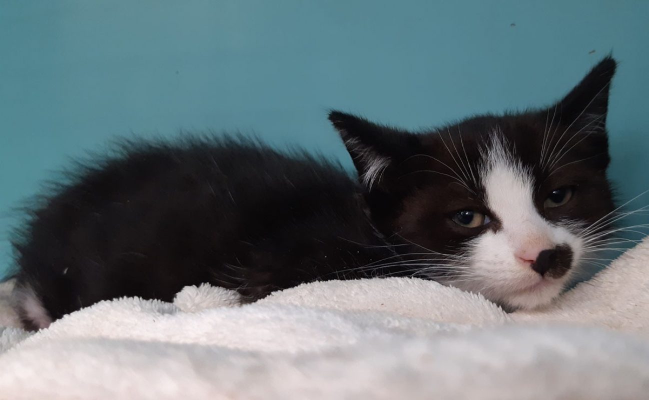Cipro - Chat Européen à adopter - photo 2