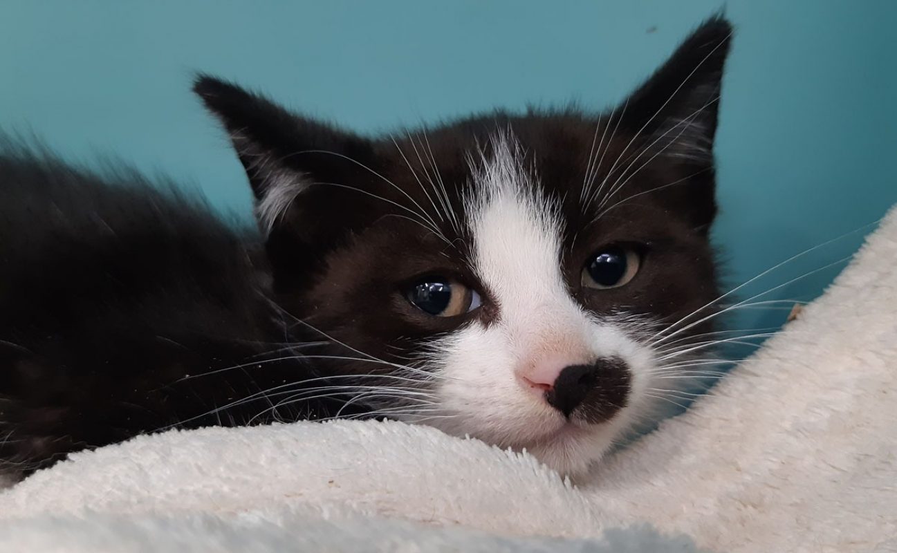 Cipro - Chat Européen à adopter - photo 3
