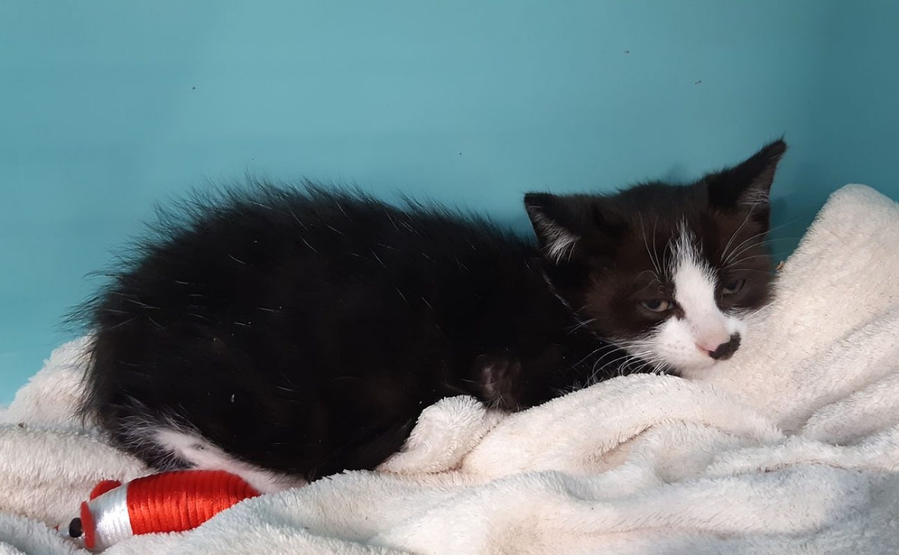 Cipro - Chat Européen à adopter - photo 4