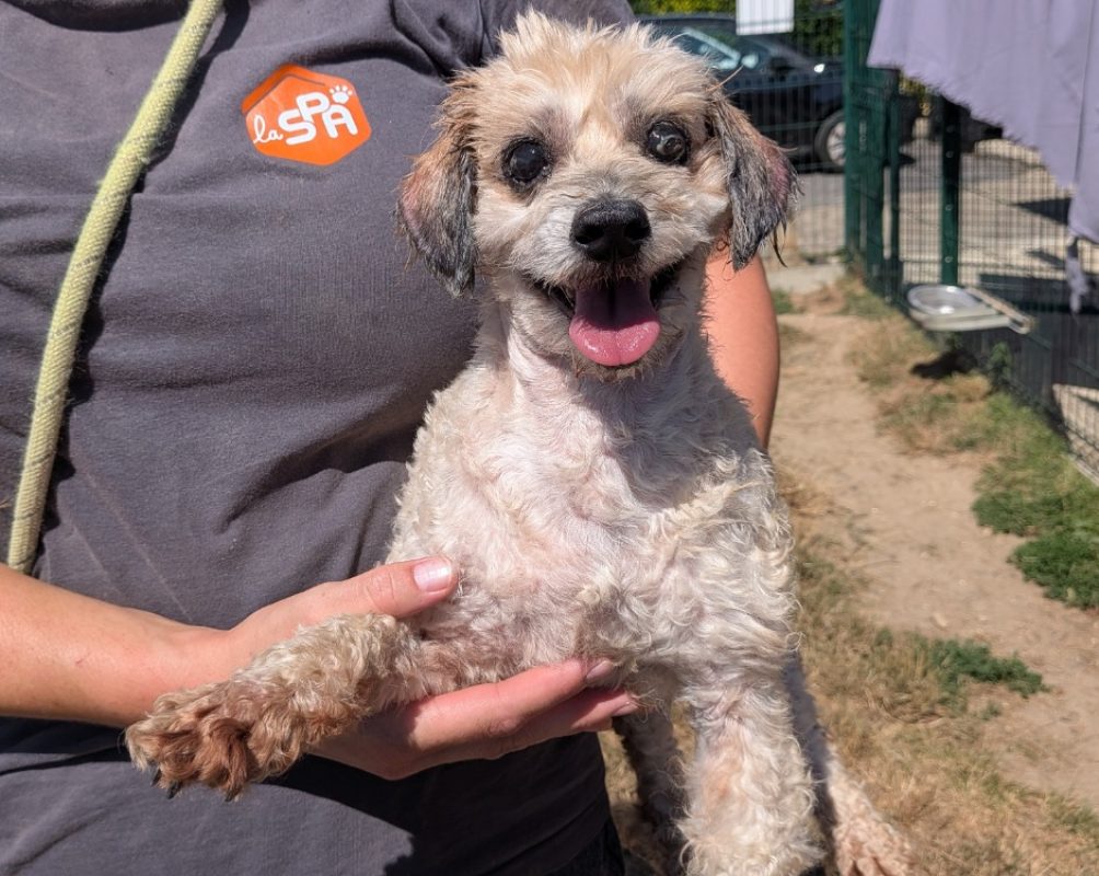 Bambino - Chien à adopter
