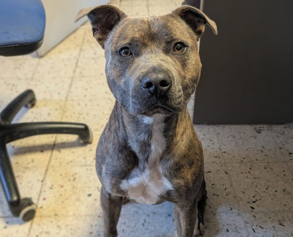 Luke - Chien à adopter