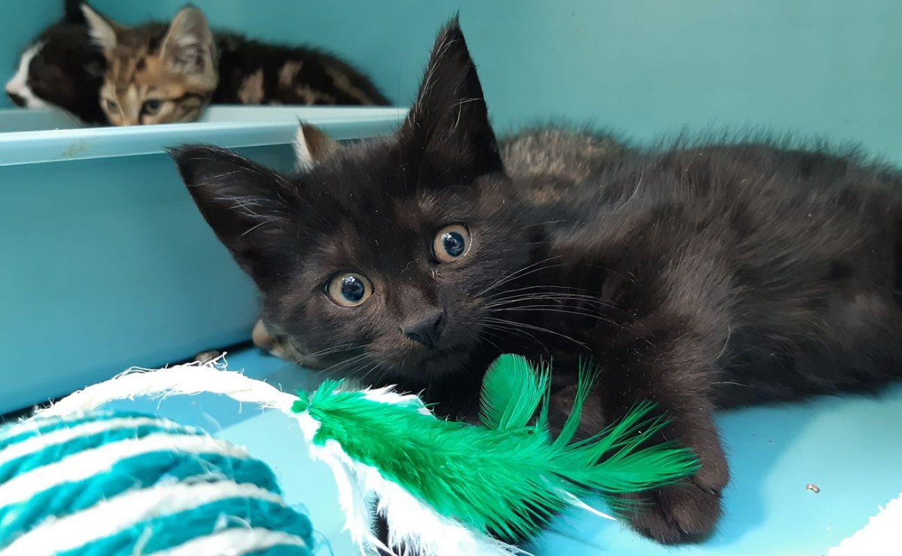 Cefaclor - Chat Européen à adopter