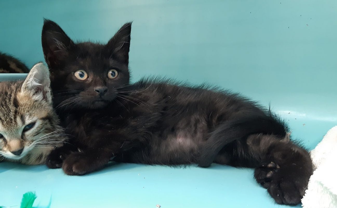 Cefaclor - Chat Européen à adopter - photo 2