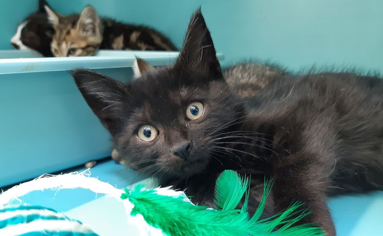 Cefaclor - Chat Européen à adopter - photo 3
