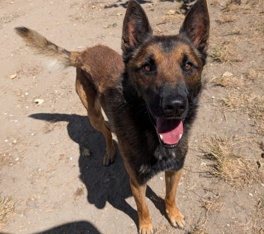Tiger - Chien Berger Belge Malinois à adopter