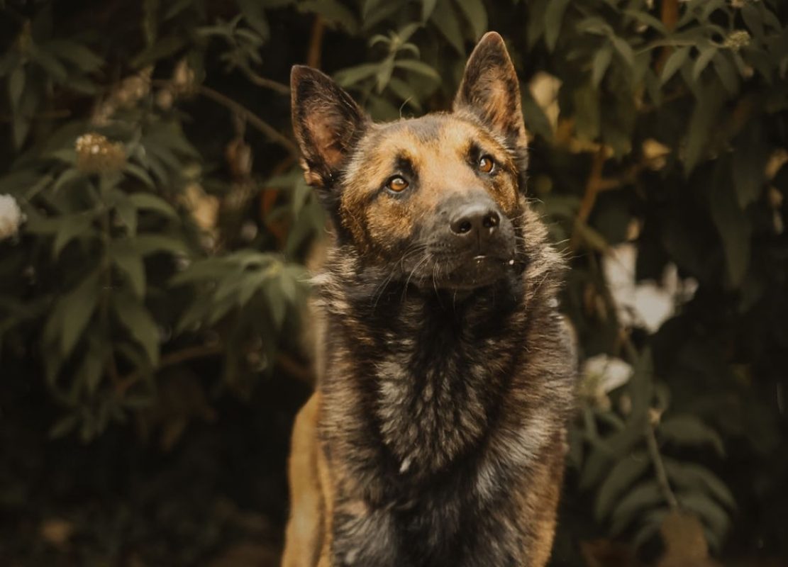 Tiger - Chien Berger Belge Malinois à adopter