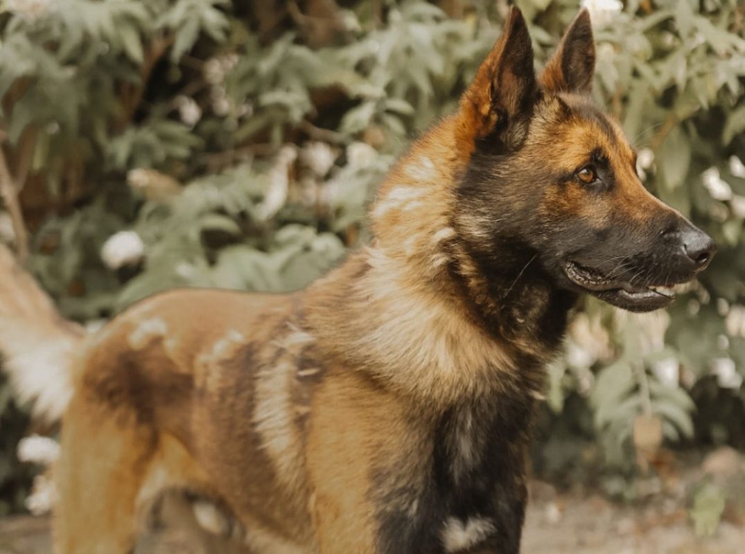 Tiger - Chien Berger Belge Malinois à adopter - photo 2