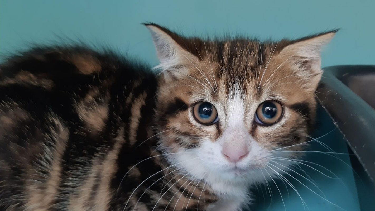 Brol - Chat Européen à adopter