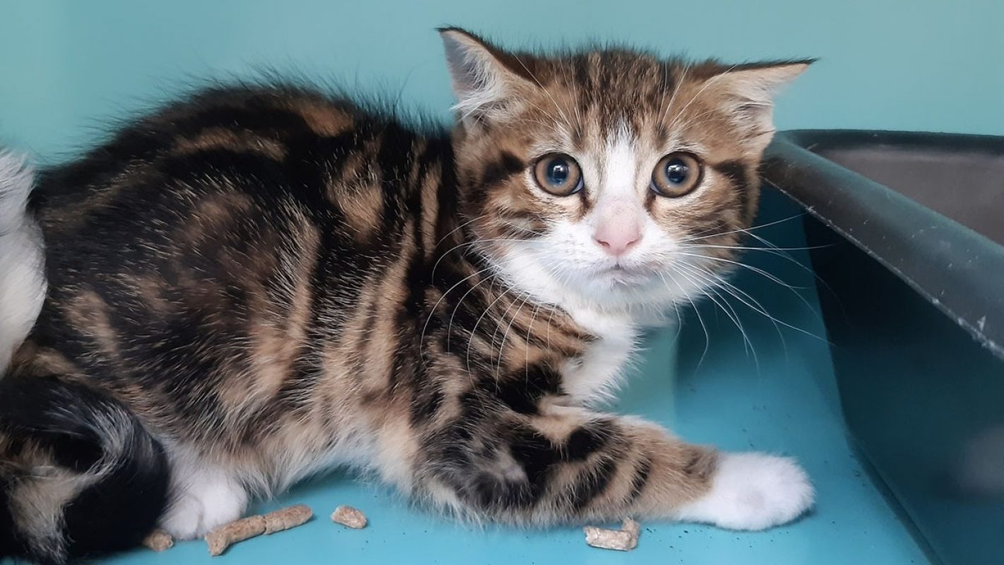 Brol - Chat Européen à adopter - photo 2