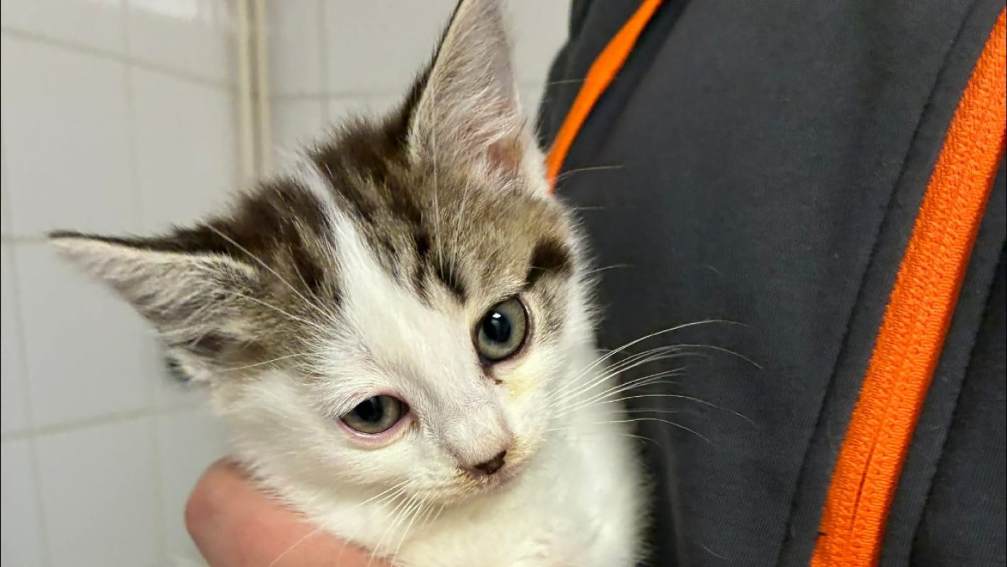 Tiana - Chat Européen à adopter