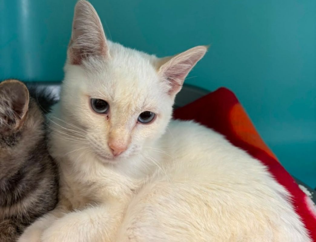 Philippe - Chat Européen à adopter