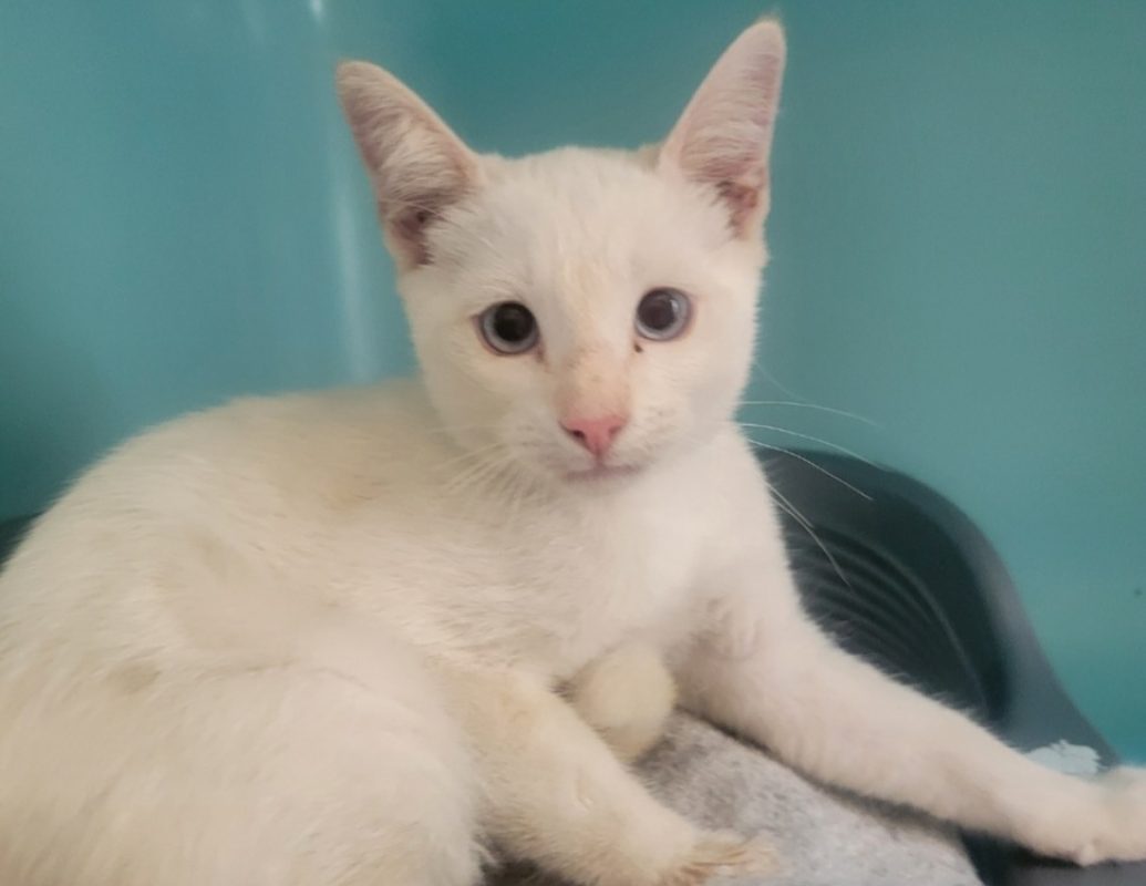 Philippe - Chat Européen à adopter - photo 2