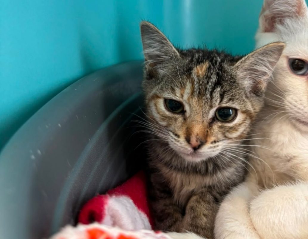 Corinne - Chat Européen à adopter