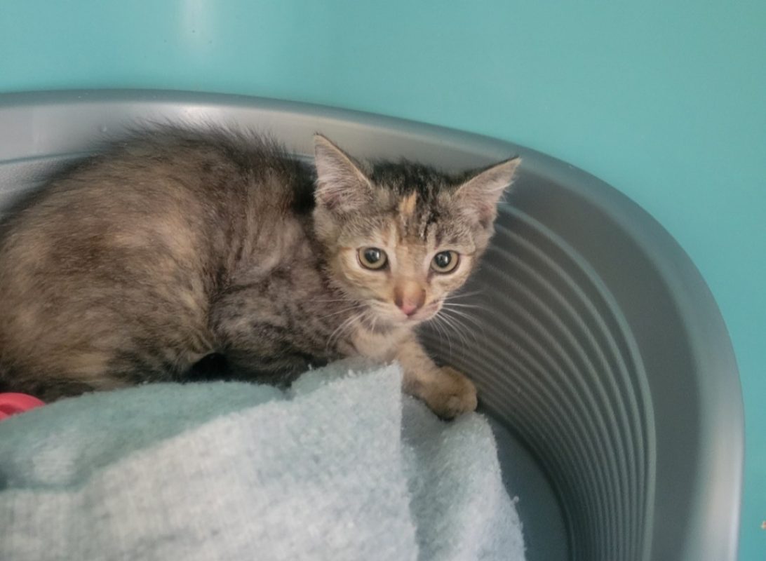 Corinne - Chat Européen à adopter - photo 2