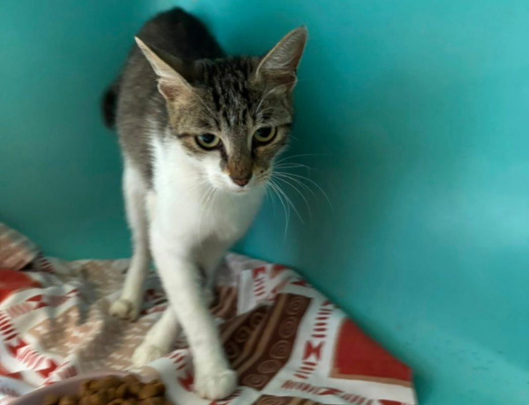 Piwa - Chat Européen à adopter - photo 2