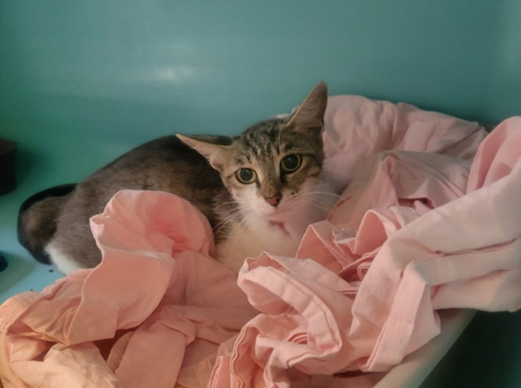 Piwa - Chat Européen à adopter - photo 3