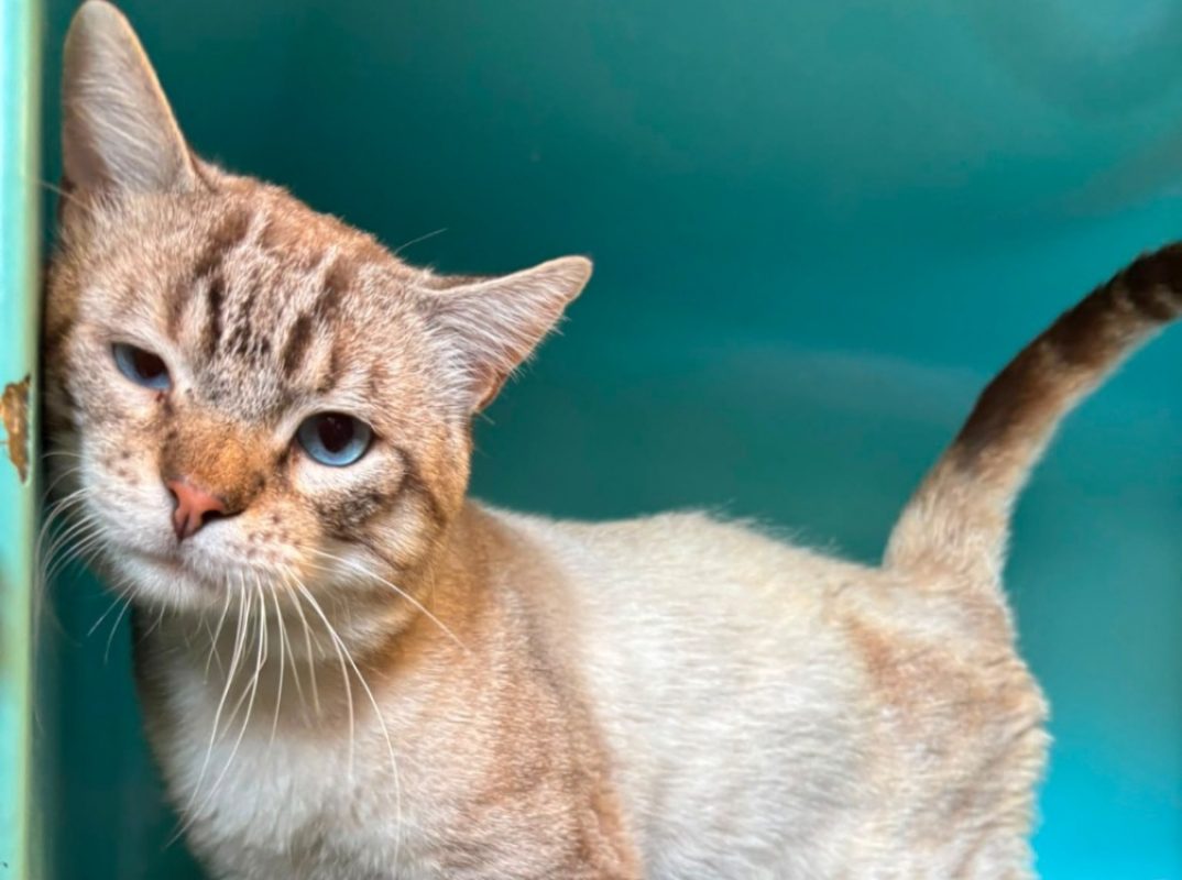 Amoi - Chat Siamois à adopter