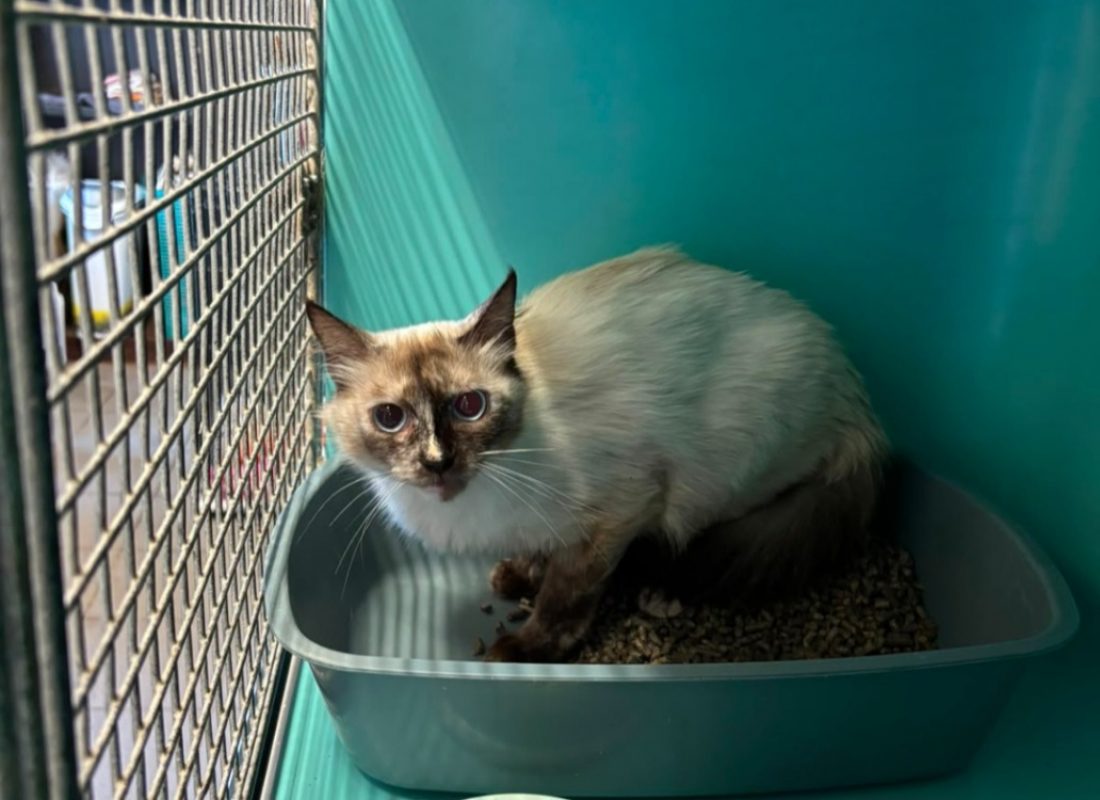 Topine - Chat Siamois à adopter