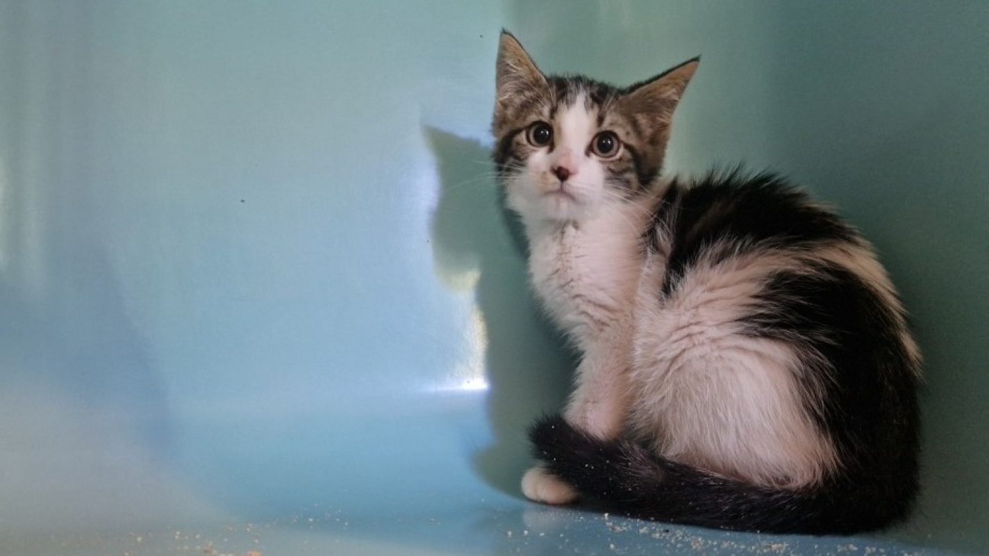 Boxon - Chat Européen à adopter - photo 2