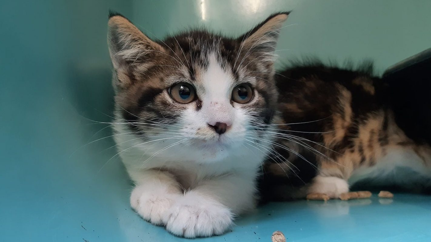 Boxon - Chat Européen à adopter - photo 3