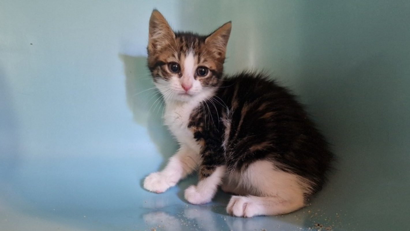 Bronx - Chat Européen à adopter