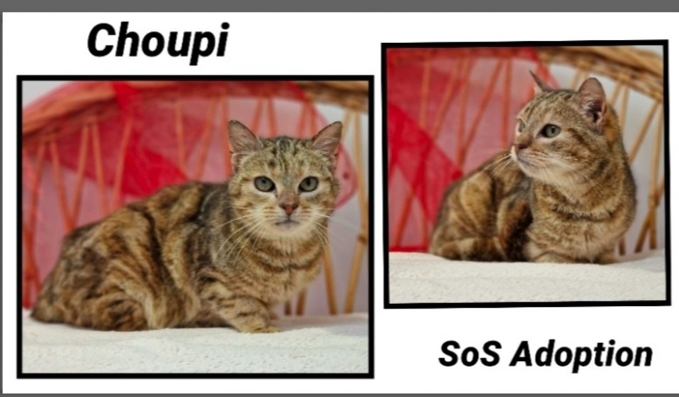 Choupi - Chat Européen à adopter