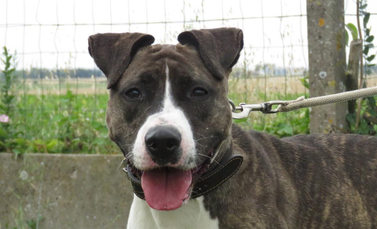 Pucci - Chien à adopter