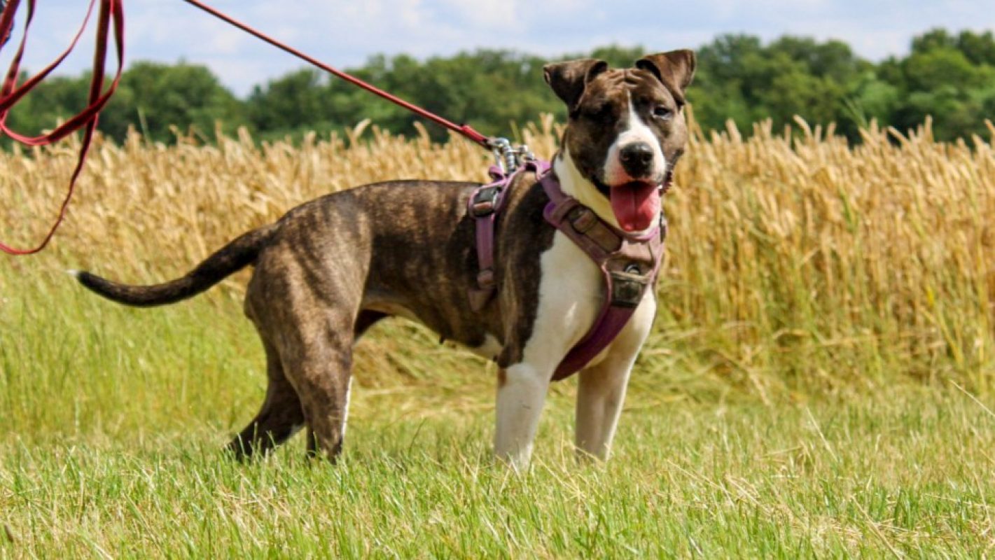 Pucci - Chien à adopter - photo 2