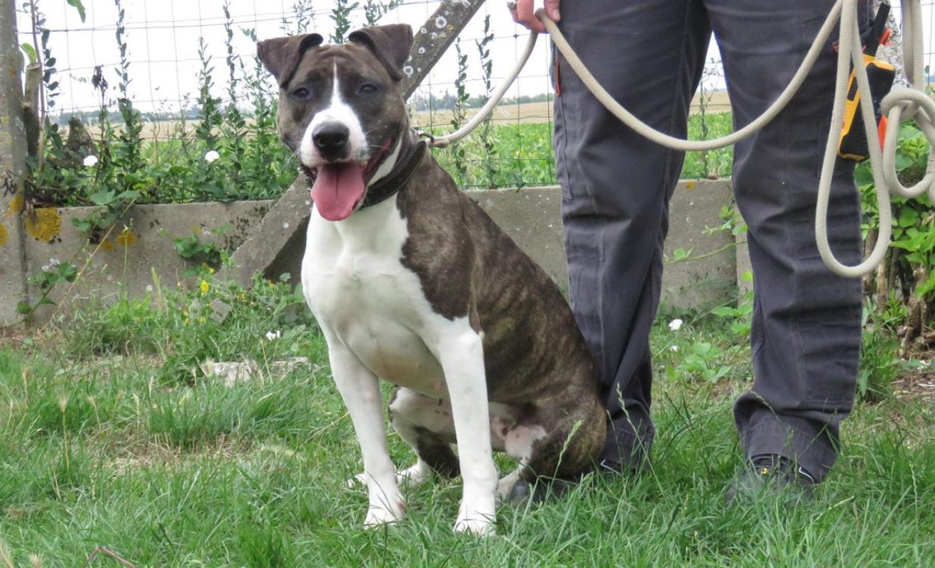Pucci - Chien à adopter - photo 3