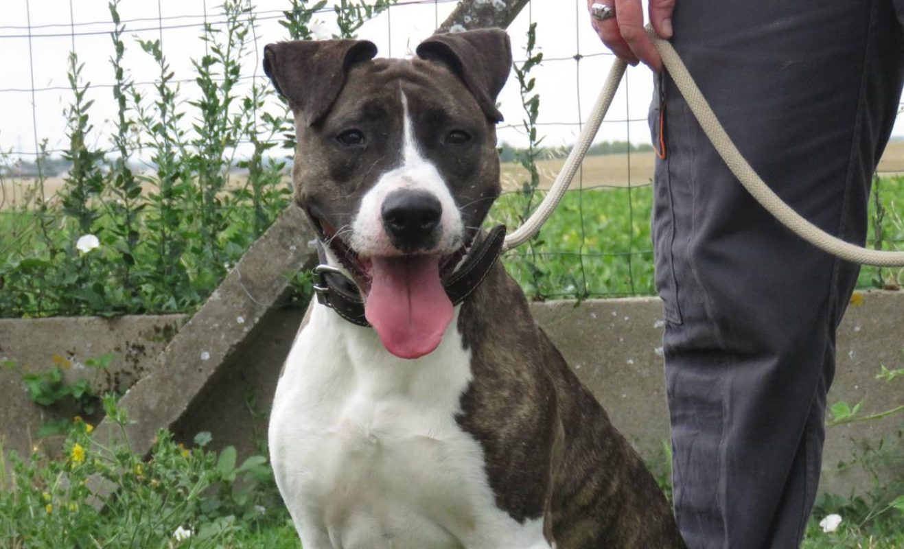 Pucci - Chien à adopter - photo 4