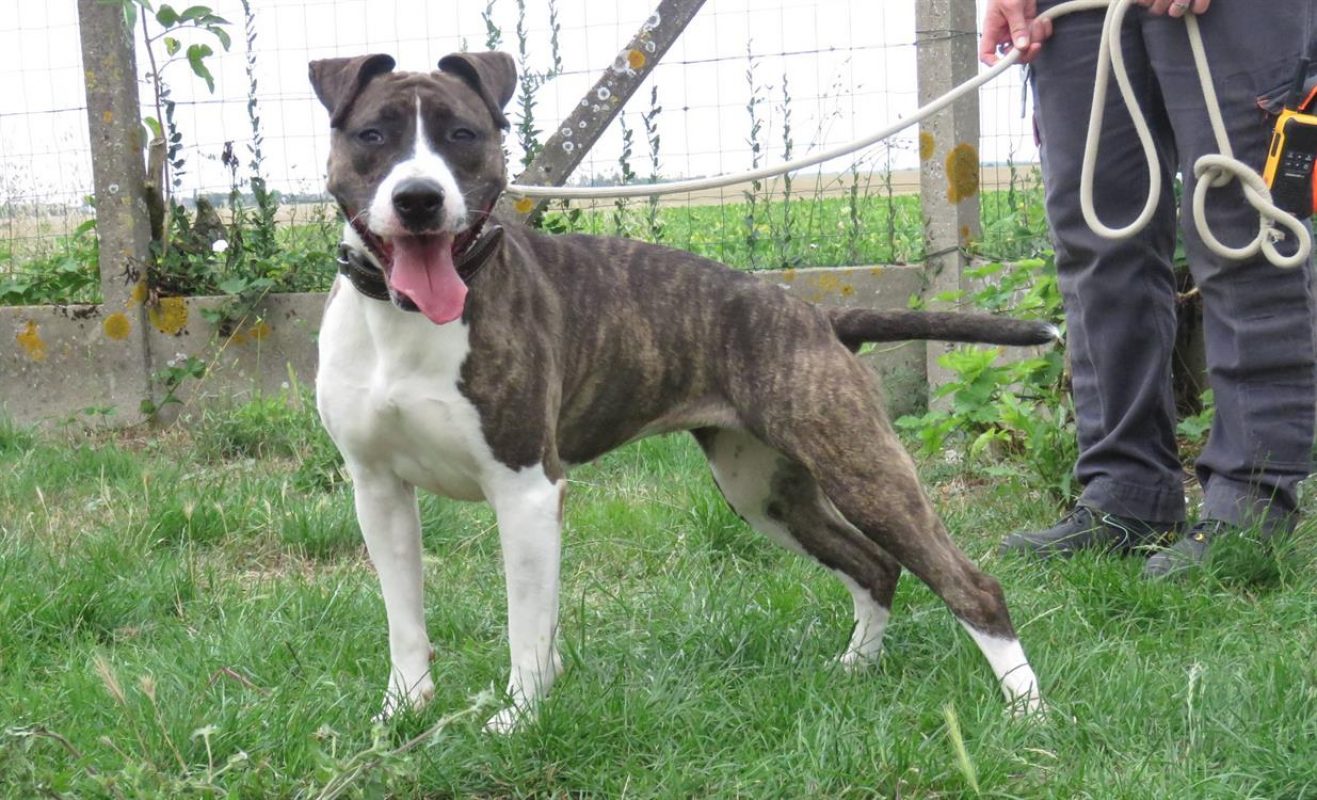 Pucci - Chien à adopter - photo 5
