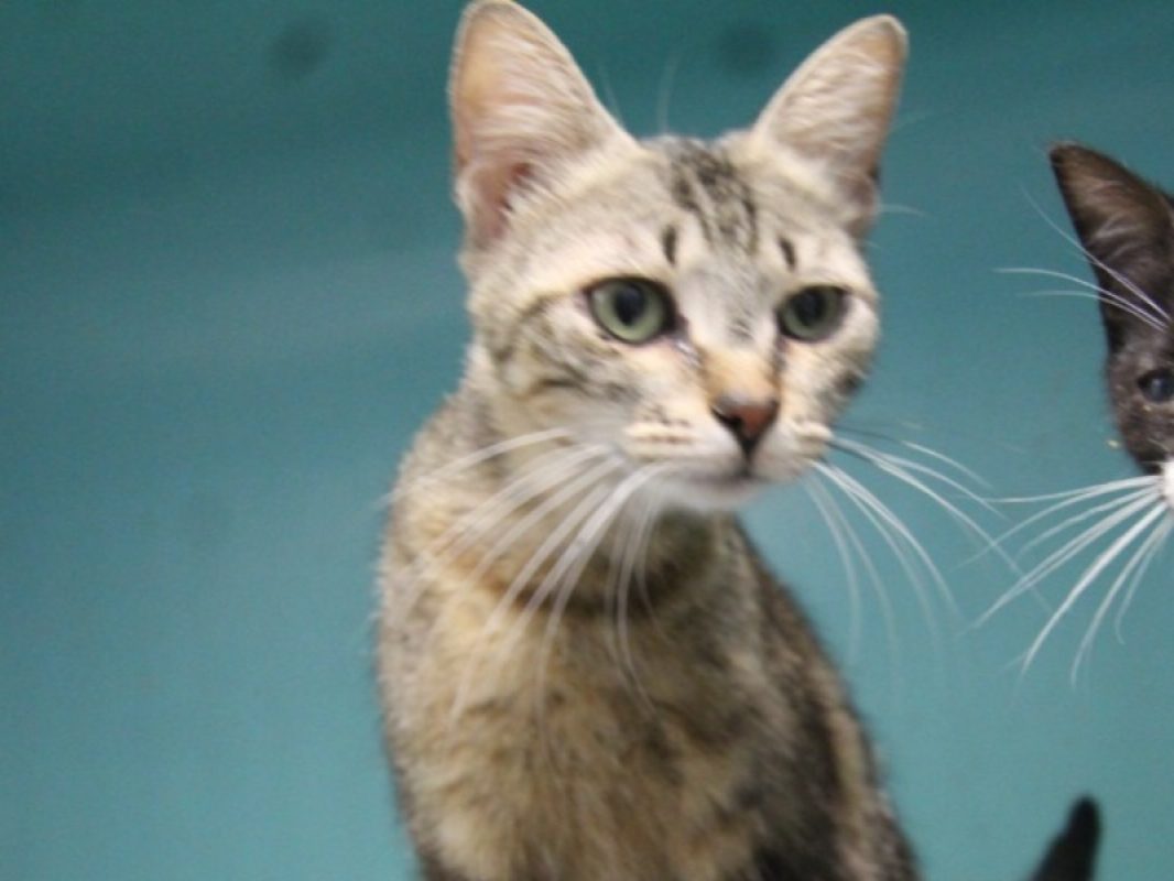 Mac - Chat Européen à adopter
