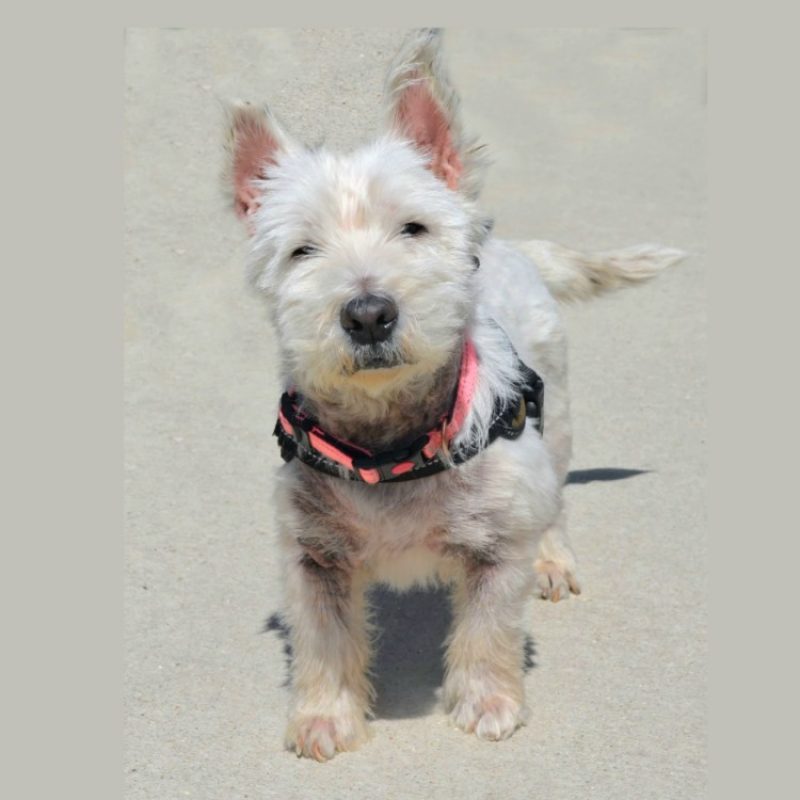Mickey - Chien West Highland White Terrier à adopter