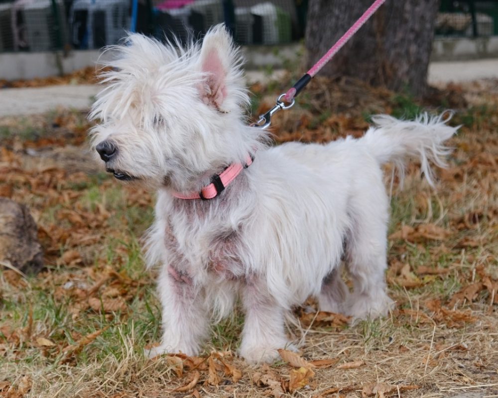 Mickey - Chien West Highland White Terrier à adopter - photo 2