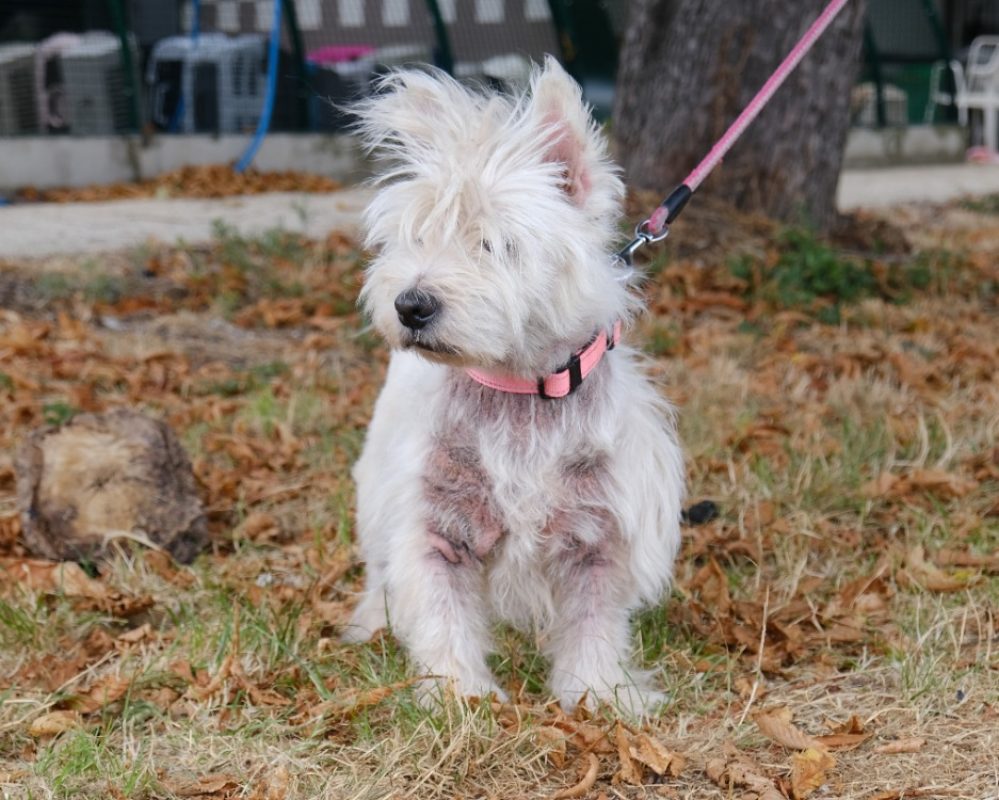 Mickey - Chien West Highland White Terrier à adopter - photo 3