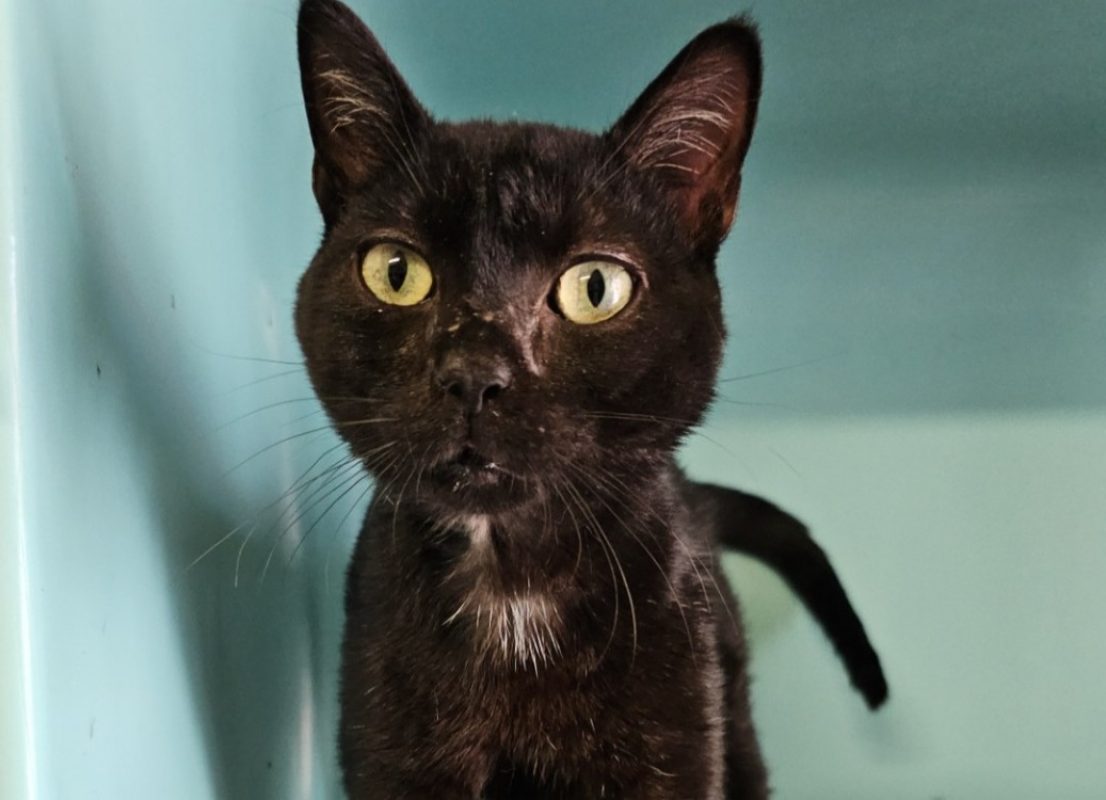 Dijanv - Chat Européen à adopter