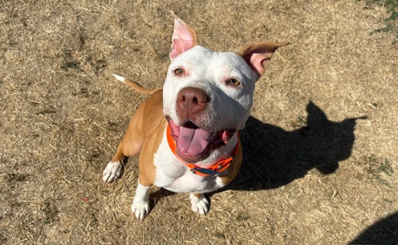 Bella - Chien à adopter