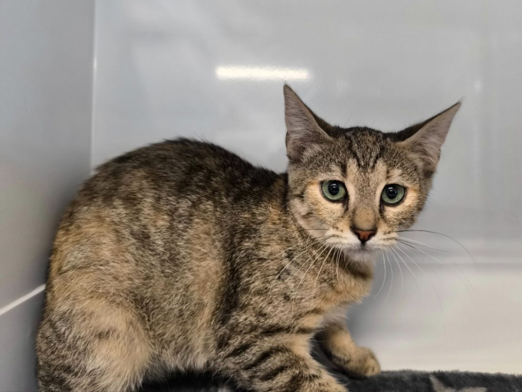 Lutece - Chat Européen à adopter