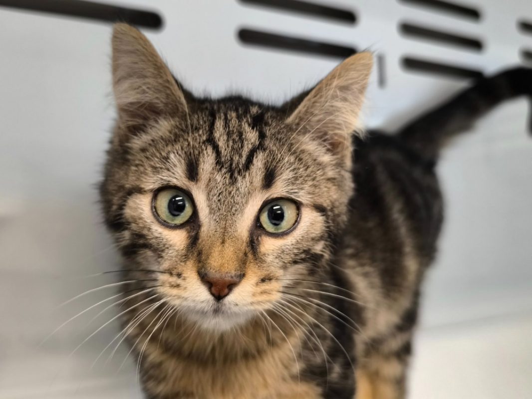 Léonard - Chat Européen à adopter
