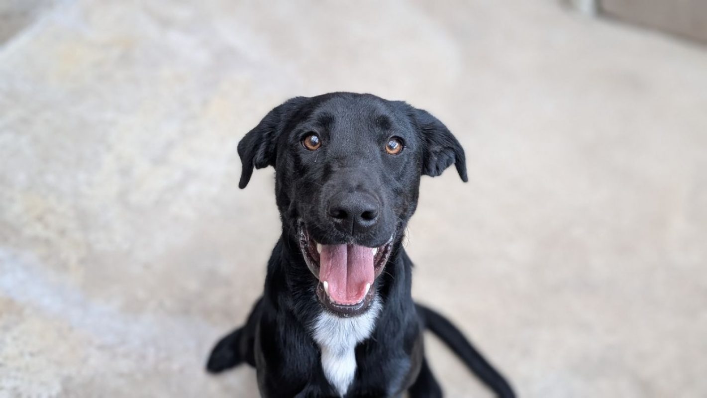 Cambouis - Chien à adopter