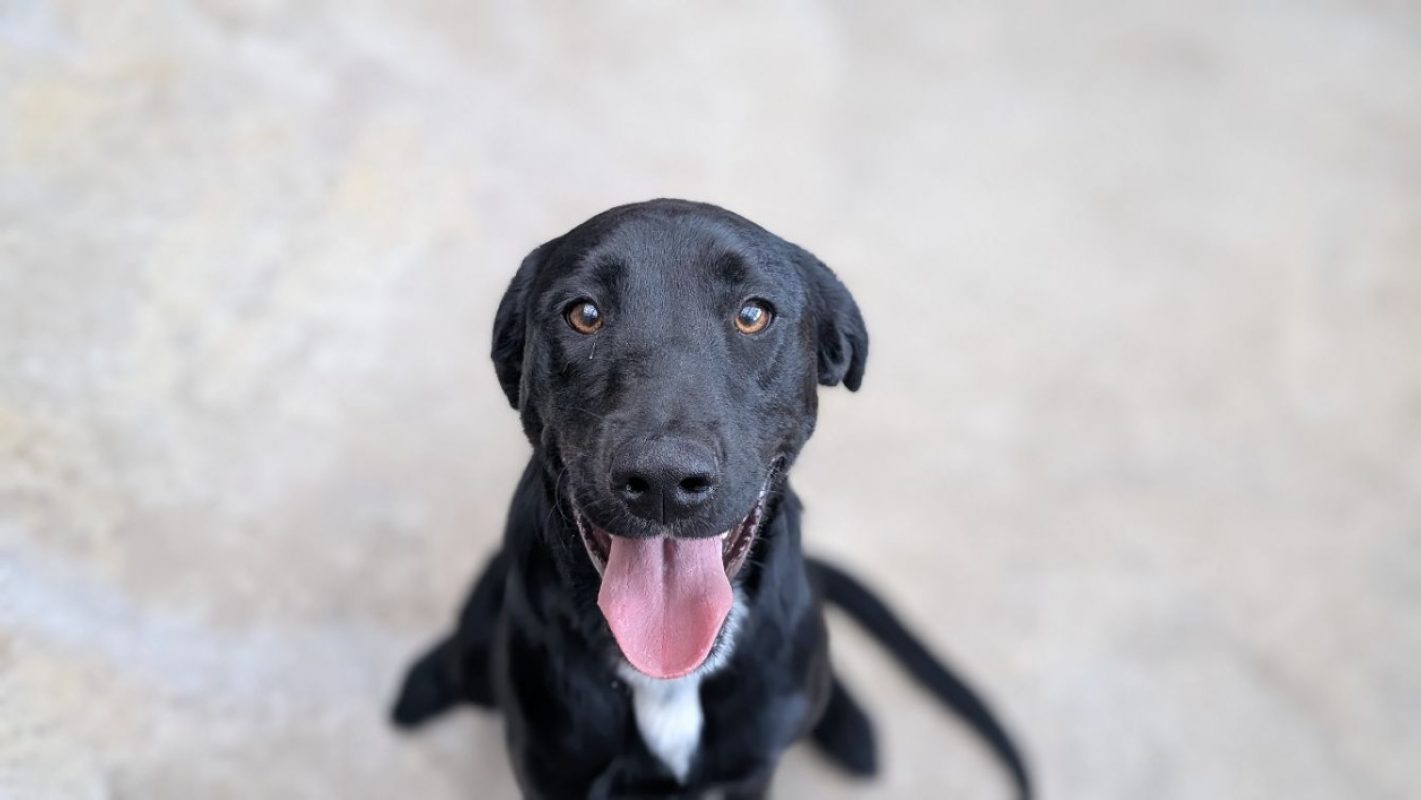 Cambouis - Chien à adopter - photo 2