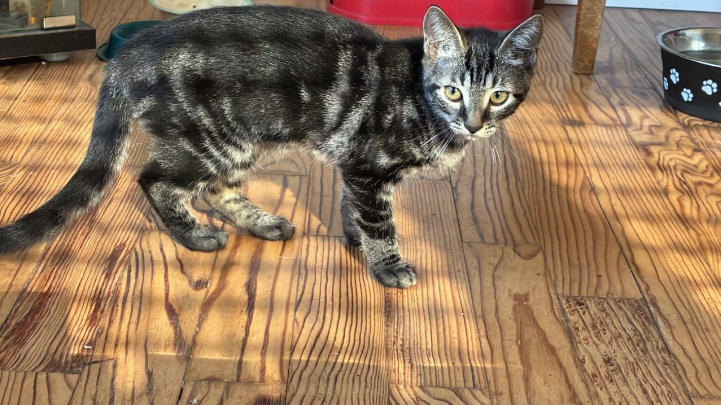 Summer - Chat Européen à adopter